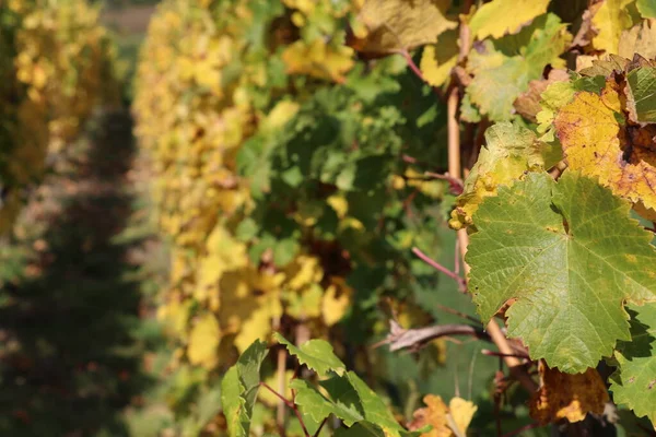 Yellow Colored Grape Vine Autumn Leaves Bokeh Background — Stock Photo, Image