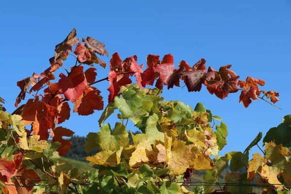 Vine Branch Brightly Colored Fall Leaves Stark Blue Sky — Zdjęcie stockowe