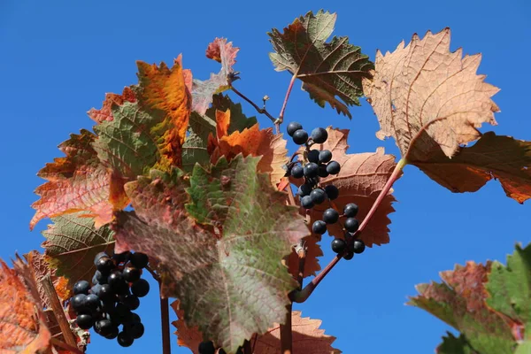 Grapevine Red Colored Fall Eaves Ripe Blue Grapes — Zdjęcie stockowe