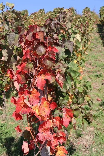 grapevine with red colored fall eaves in