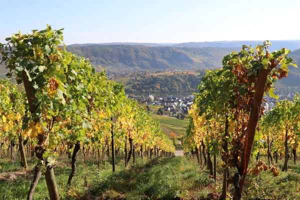 Panoramic View Little Town Distance Seen Grapevines Fall Colors — Stock Photo, Image