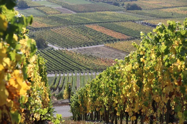 Moselle Valley Panoramic View Vineyards Fall Colors — Foto Stock