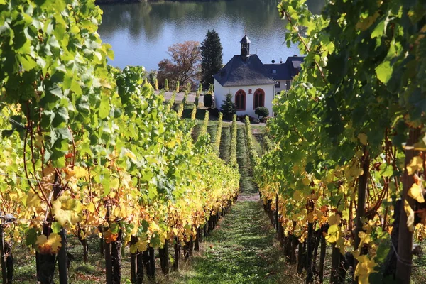 Little White Chapel Seen Neat Rows Grapevines Moselle River Background — 스톡 사진