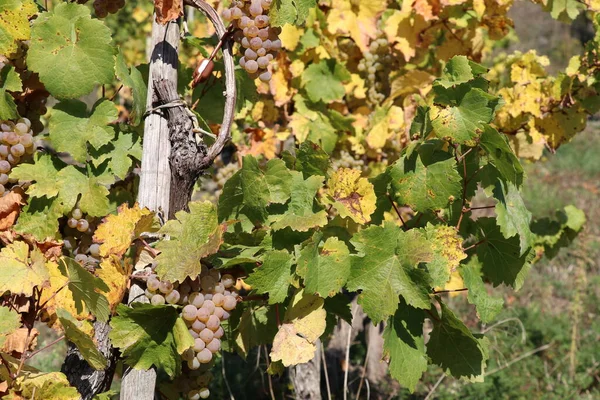 white wine grapes on a grapevine in fall colors waiting te be harvested