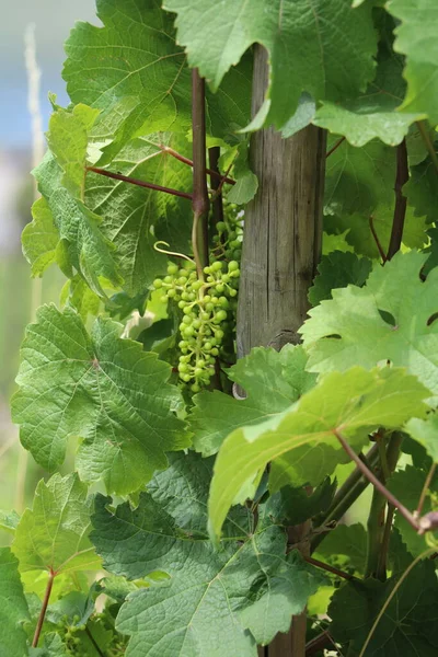 Bunch Tiny Unripe Wine Grapes Vine — Zdjęcie stockowe