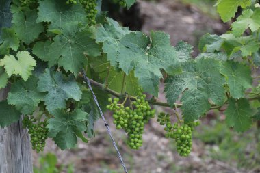 bunches of small unripe white wine grapes on a grapevine
