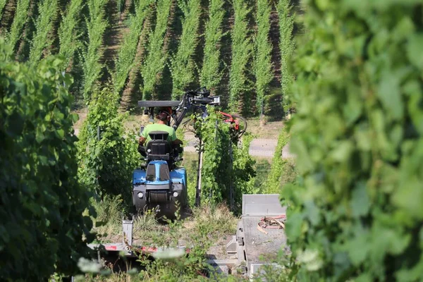 Farmer Mechanicaly Chopping Tops Grape Vines Vineyard Steep Slope Using — Stock Photo, Image