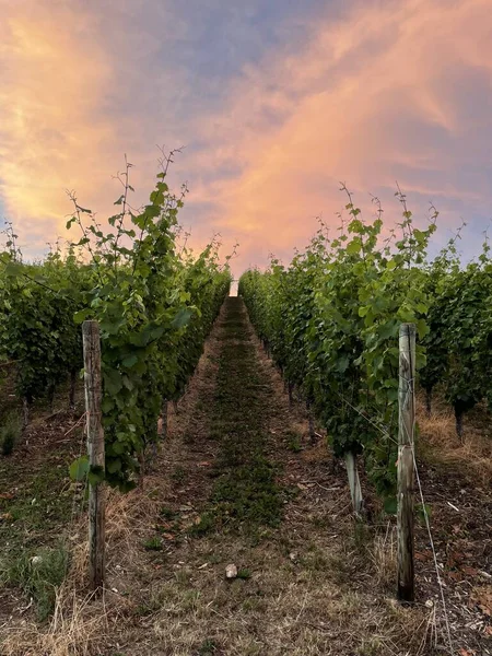 Rows Grapevines Evening Bright Colored Sunset Sky — Stock Photo, Image