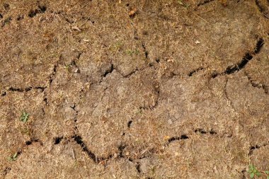 Küresel ısınma ve yağmur eksikliği nedeniyle yeryüzündeki ölü çimenler ve çatlaklar