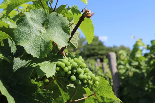 Kilka Niedojrzałych Zielonych Winogron Rosnących Winnicy — Zdjęcie stockowe