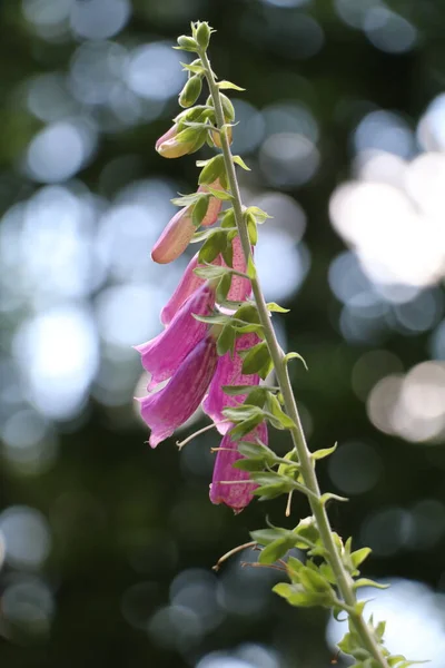 Jednoduchá Růžová Liščí Rukavice Květina Pozadí Bokeh — Stock fotografie