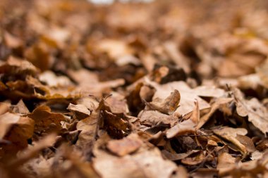 Sonbaharın güz dokusu solmuş kahverengi yapraklar