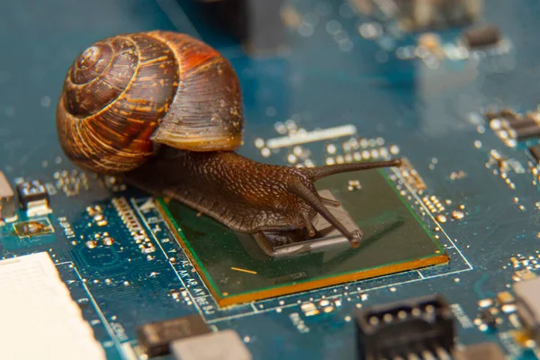 snail creeps on the chipset on the computer motherboard