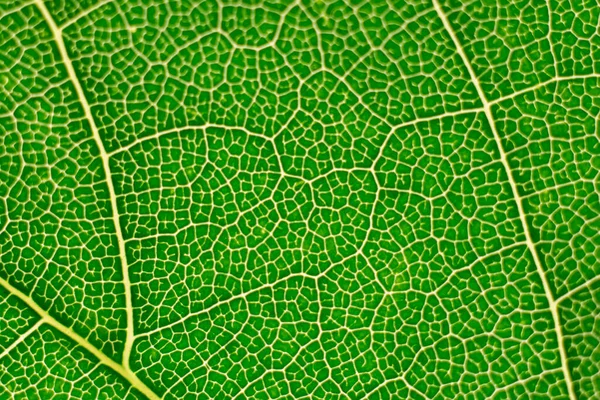 Macro estructura celular del fondo de pantalla de hoja verde — Foto de Stock