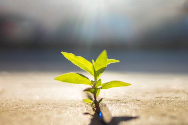 Betonun arasında yemyeşil filizlenir ve güneşe doğru uzar.