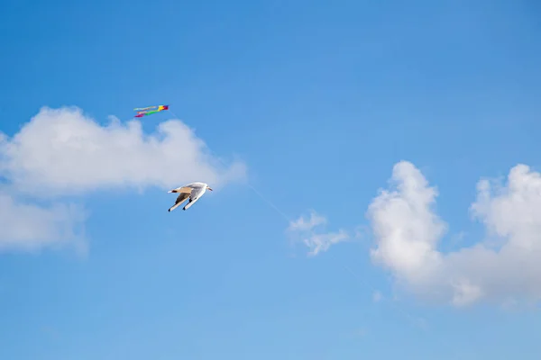 Bird and flying kite in blue sky with white clouds — Stock Photo, Image