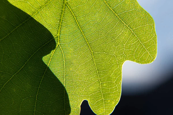 Zielony Liść Dębu Świetle Słońca Cieniem Innego Liścia Ostrość Światła — Zdjęcie stockowe