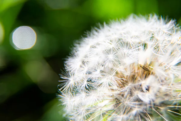 ぼやけた緑の背景に白いタンポポのふわふわした頭光の焦点ぼかし — ストック写真