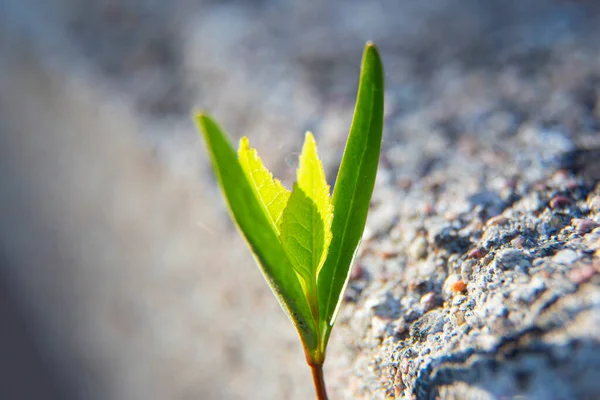 Germe Vert Frais Poussé Sur Morceau Béton Foyer Léger Flou — Photo