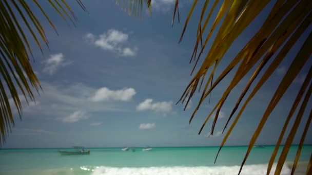 Kijk door de takken van een palmboom aan zee — Stockvideo