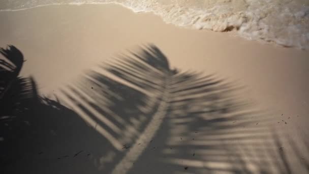 La sombra de una rama de palma en la arena — Vídeos de Stock