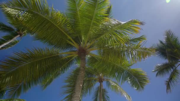 Верхушка зеленой пальмы — стоковое видео