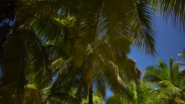 Wandel tussen de toppen van groene palmbomen — Stockvideo