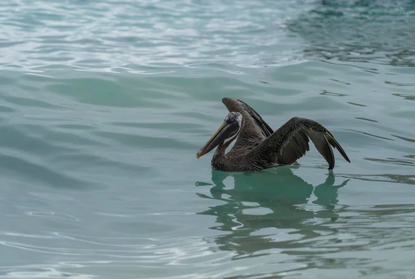 Preto pelicano senta-se em ondas do mar — Fotografia de Stock