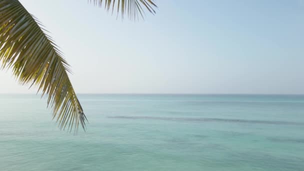 海的背景上的棕榈树分枝 — 图库视频影像