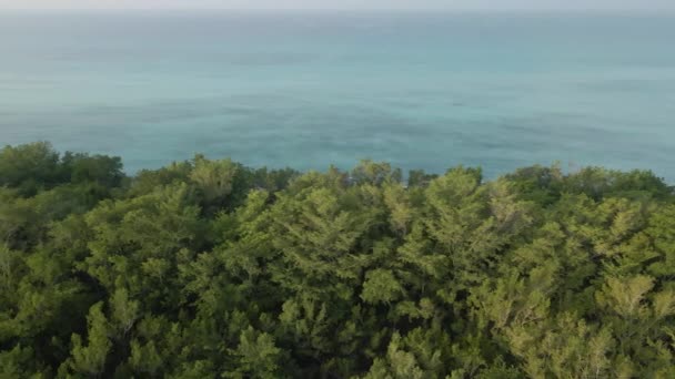 海洋边的绿色丛林 — 图库视频影像