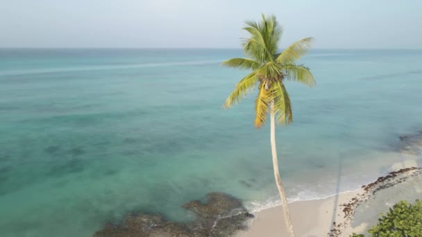 荒凉的棕榈树在荒芜的海滩上 — 图库视频影像