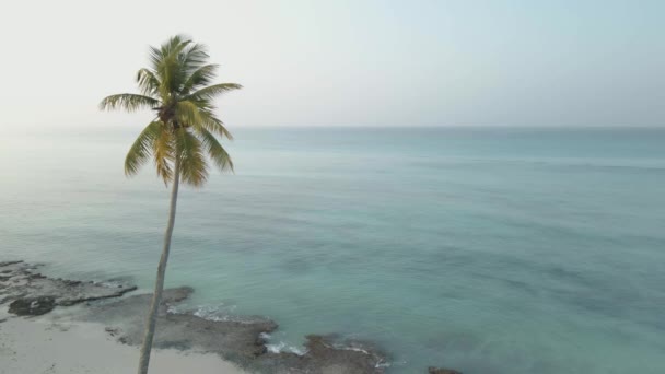 野生のビーチや海を背景にヤシの木 — ストック動画
