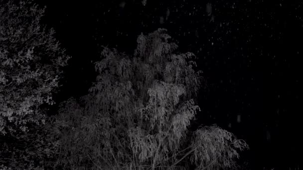 Árbol de nieve congelado por la noche — Vídeos de Stock