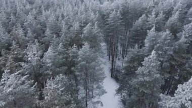 Soğuk bir günde kış orman