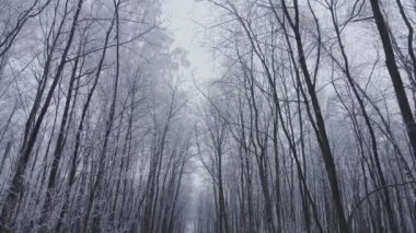 Soğuk zamanlarda kış ormanı