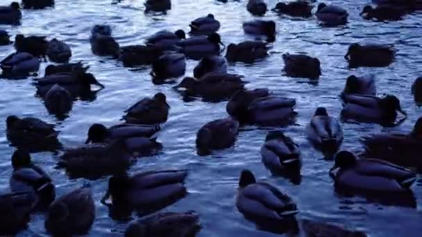 Eenden op het meer zwemmen in de avond — Stockvideo