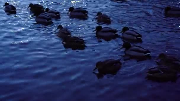 Kaczki na jeziorze pływać wieczorem — Wideo stockowe