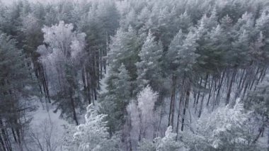 Kışın beyaz orman, soğuk sabah