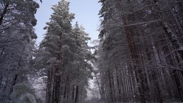 Winter forest op een ijzig dag — Stockvideo