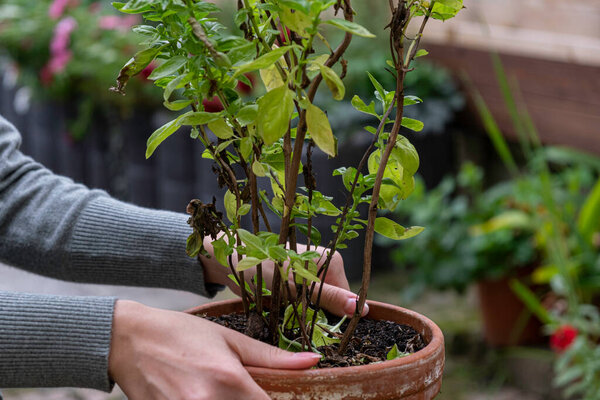 Basil bush with seeds in a pot. Collect basil seeds in the garden
