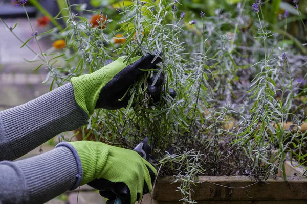 Jardineros manos en guantes con tijeras de jardín. Poda de lavanda en el otoño. — Foto de Stock