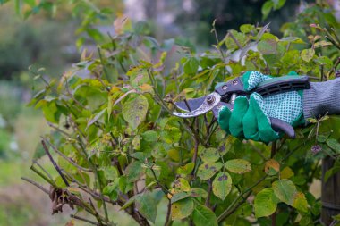 Bahçe kesicisi sonbaharda gül çalıları. Sonbahar terzi gülleri