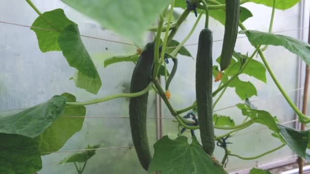 Pepinos verdes en el invernadero — Vídeos de Stock