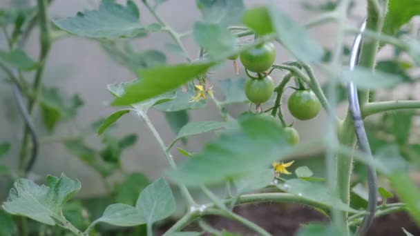 Primer plano de los tomates cherry verdes orgánicos jóvenes — Vídeos de Stock