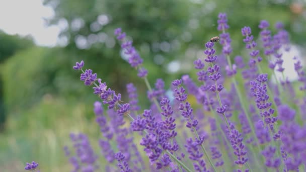 Lavendel en Provenza. Flor violeta perfumado flores de lavanda — Vídeos de Stock