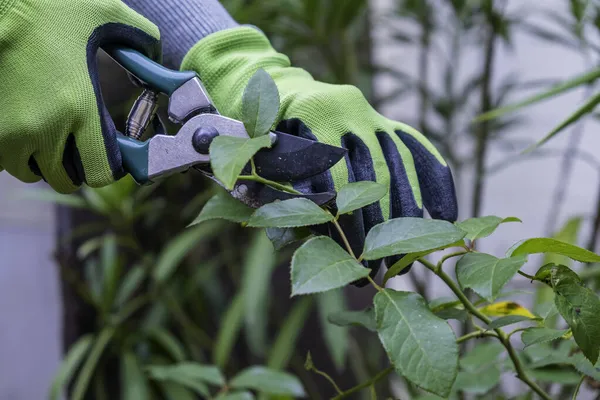 El jardinero corta rosas en el jardín.Jardinería casera — Foto de Stock