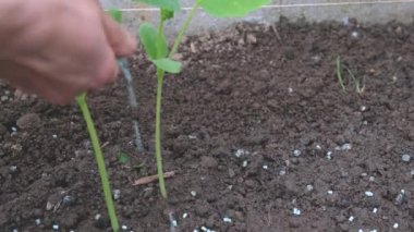 Salyangozlar için zehir. Dişi el, mahsulü korumak için mavi yemi yere serer.