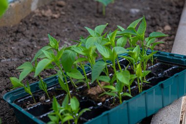 Biber fideleri büyüyor. Bir kutuda paprika fideleri. Seraya fidanlar ekiyorum..