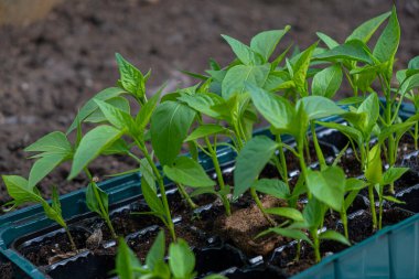 Biber fideleri büyüyor. Bir kutuda paprika fideleri. Seraya fidanlar ekiyorum..