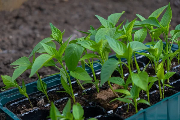 Biber fideleri büyüyor. Bir kutuda paprika fideleri. Seraya fidanlar ekiyorum..